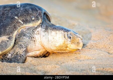 Kopfaufnahme einer erwachsenen weiblichen Olive Ridley Meeresschildkröte am Ixtapilla Beach in Michoacan, Mexiko. Stockfoto