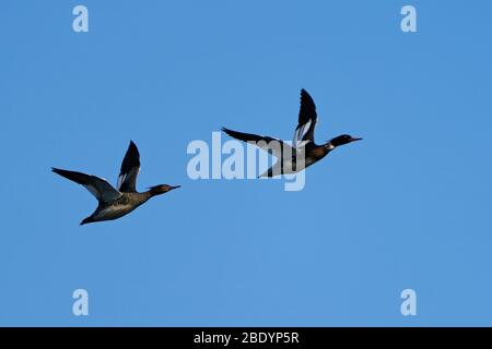 Rotreiher-Merganser im Flug mit blauem Himmel im Hintergrund Stockfoto