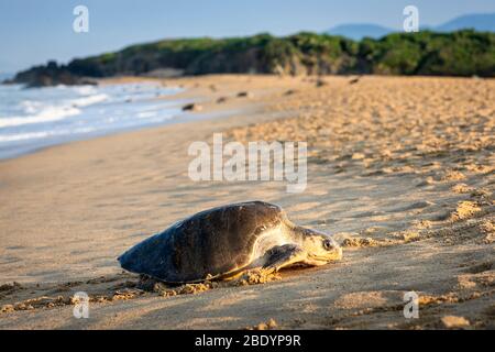 Olive Ridley Meeresschildkröten kommen an Land, um Eier am Ixtapilla Beach in Michoacan, Mexiko, zu legen. Stockfoto