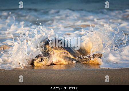 Olive Ridley Meeresschildkröte, die am Ixtapilla Beach in Michoacan, Mexiko, von einer Welle getroffen wurde. Stockfoto