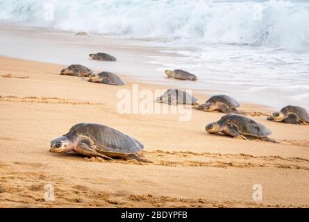 Olive Ridley Meeresschildkröten kommen an, um Eier am Ixtapilla Beach in Michoacan, Mexiko, zu legen. Stockfoto