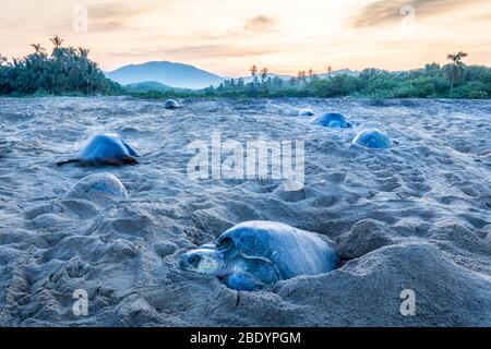 Olive Ridley Meeresschildkröten legen Eier in der Morgendämmerung am Ixtapilla Beach in Michoacan, Mexiko. Stockfoto