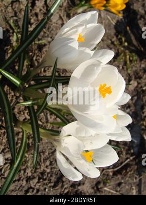 Weiße Krokusse wachsen auf dem Boden im frühen Frühling. Erste Frühling Blumen blühen im Garten. Frühlingswiese voller weiße Krokusse, Bündel Krokusse Stockfoto