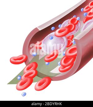 Normale Blutzellen, Illustration Stockfoto