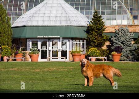 Majestätischer Hund auf Gras, Lincoln Park, Chicago, Illinois, USA Stockfoto