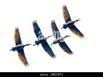 Gruppe von vier fliegenden pfeifenden Weißkopfenten (Dendrocygna viduata), Antananarivo, Madagaskar Stockfoto