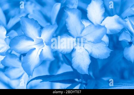 Blauer Blumenhintergrund. Blüten von adenium obesum oder tropische Wüstenrosenblüte. In blauer Farbe getönt. Foto mit geringer Schärfentiefe und Soft-FOC Stockfoto