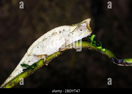 Braun Blatt Chamäleon (Brookesia Superciliaris), Madagaskar Stockfoto