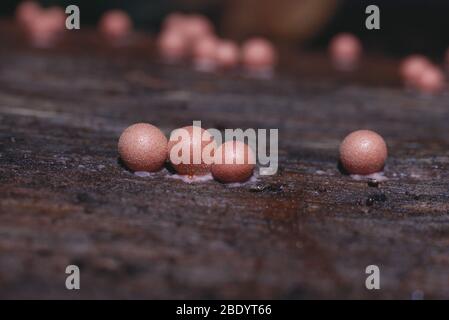 Lycogala epidendrum (Schleimform) Stockfoto