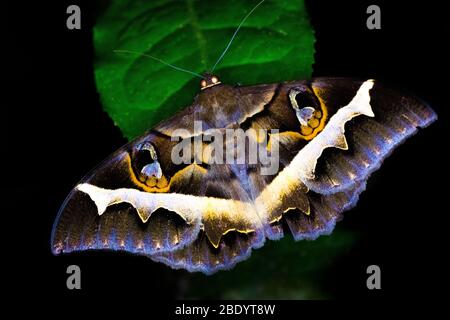 Schmetterling auf Blatt, Madagaskar Stockfoto