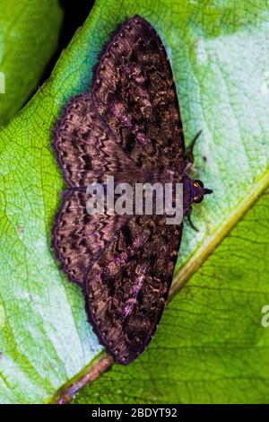 Schmetterling auf Blatt, Madagaskar Stockfoto