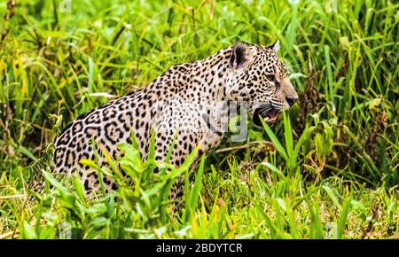 Jaguar (Panthera onca) unter Gras, Pantanal, Brasilien Stockfoto