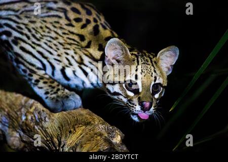 Ocelot (Leopardus pardalis), Pantanal, Brasilien Stockfoto