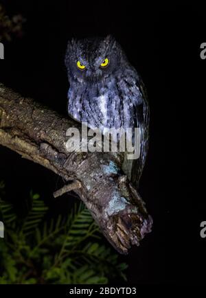 Madagaskar-Vogelscheuche (Otus rutilus), die auf Ast rast, Madagaskar Stockfoto