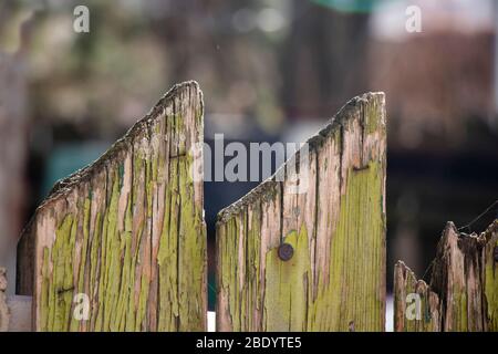 Detail des alten genagelten rostigen Holzzauns mit grüner Farbe abblätternd Stockfoto