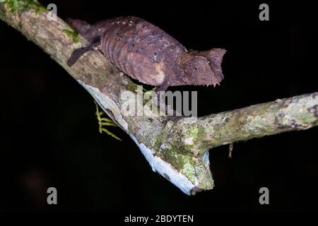 Braune Blattschamäleon (Brookesia superciliaris) an einem Ast des Baumes, Madagaskar Stockfoto