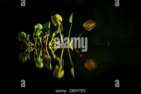 Wasserhyazinthe (Eichhornia crassipes) Reflexionen, Pantanal, Brasilien Stockfoto