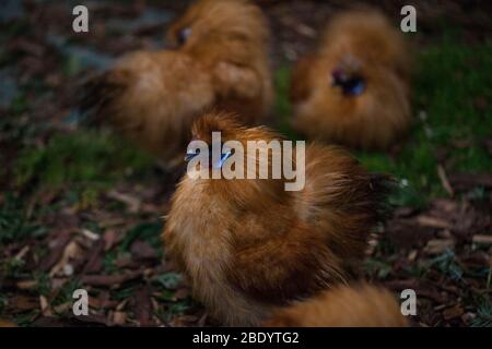 Die Silkie (manchmal Seidig geschrieben) ist eine Rasse von Hähnchen für die atypisch flauschige Gefieder, die gesagt wird, um zu fühlen, wie Seide und Satin benannt. Stockfoto