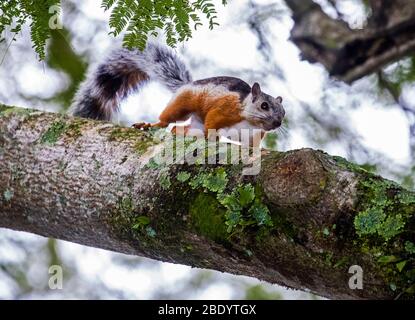 Eichhörnchen (Sciurus variegatoides) an einem Ast, Talamanca Gebirge, Costa Rica Stockfoto