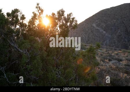 goldene Stunde Sonne späßt durch die Blätter eines gefallenen Baumes in der Wüste Stockfoto