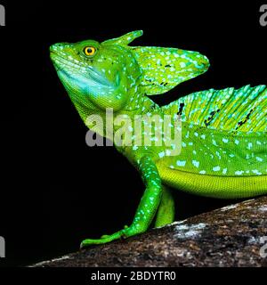 Basilisk (Basiliscus plumefrons) Männchen aus nächster Nähe, Costa Rica Stockfoto