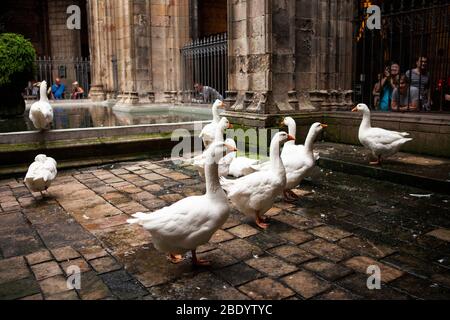 Barcelona, Spanien -17. Oktober 2016: Im Kreuzgang der Kathedrale bewachen 13 Gänse das Grab der Heiligen Eulalia, die von den Römern gemartert wurden. Stockfoto