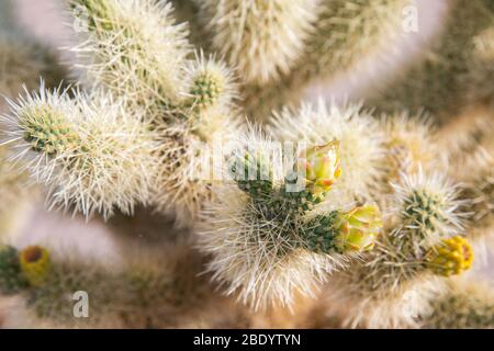 Eine Nahaufnahme eines stacheligen Kaktus mit kleinen Blüten, die mit geringer Schärfentiefe zu blühen beginnen. Stockfoto