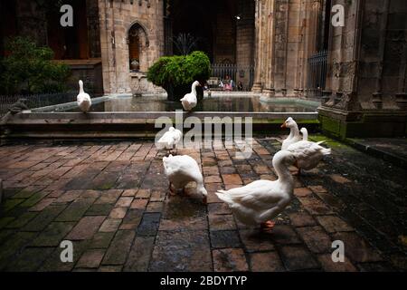 Barcelona, Spanien -17. Oktober 2016: Im Kreuzgang der Kathedrale bewachen 13 Gänse das Grab der Heiligen Eulalia, die von den Römern gemartert wurden. Stockfoto