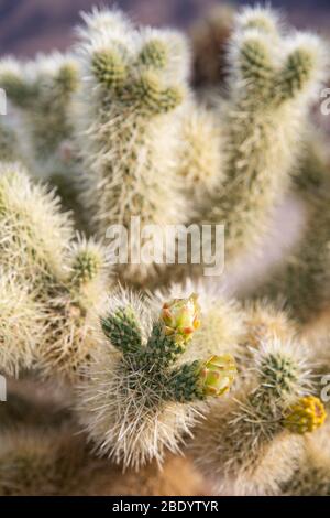 Eine Nahaufnahme eines stacheligen Kaktus mit kleinen Blüten, die mit geringer Schärfentiefe zu blühen beginnen. Stockfoto