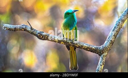 Blaubärtiger Bienenfresser (Nyctyornis athertoni) am Ast, Indien Stockfoto