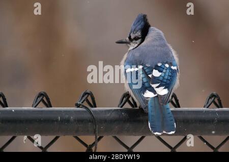 Farbenfroh und majestätisch Blau und Weiß Bluejay auf einem thront Zaun Stockfoto