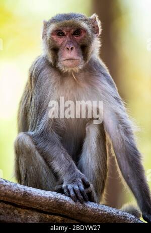 Rhesus macaque (Macaca mulatta) beim Betraken der Kamera, Indien Stockfoto