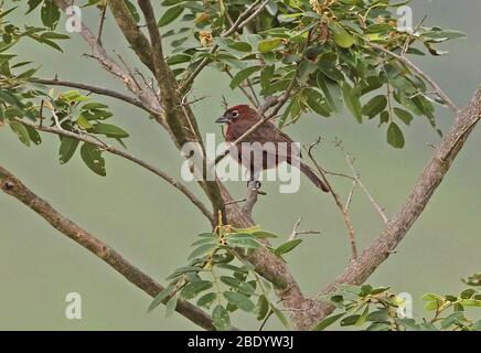 Rotkreuiger Fink (Coryphospingus cucullatus fargoi) erwachsenes Männchen, das auf einem Ast in der Nähe von Jaen, Peru, im Februar thront Stockfoto