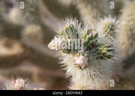 Eine Nahaufnahme eines stacheligen Kaktus mit kleinen Blüten, die mit geringer Schärfentiefe zu blühen beginnen. Stockfoto