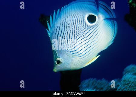 Vieraugen-Schmetterlingsfisch Stockfoto