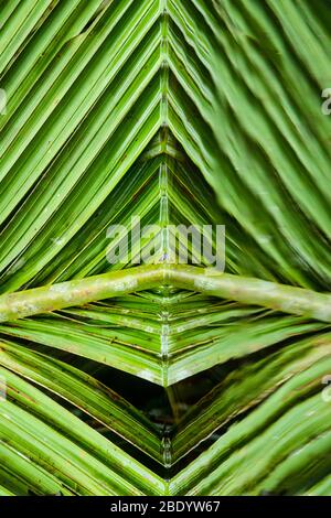 Palmblatt Reflexionen, Costa Rica Stockfoto