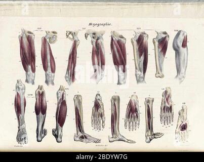 Anatomie Methodique Illustrationen Stockfoto