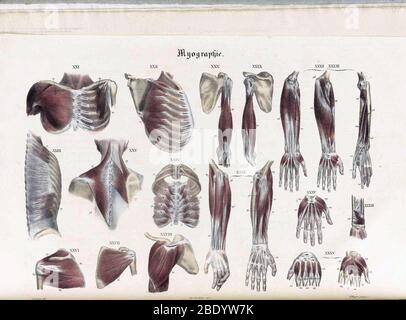 Anatomie Methodique Illustrationen Stockfoto