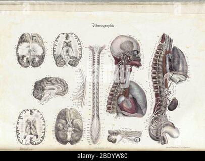 Anatomie Methodique Illustrationen Stockfoto