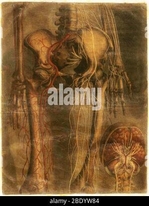 Anatomie Generale Des Visceres Stockfoto