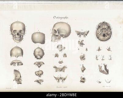 Anatomie Methodique Illustrationen Stockfoto