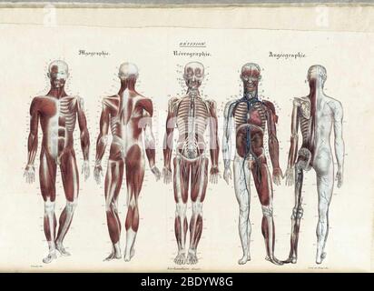 Anatomie Methodique Illustrationen Stockfoto