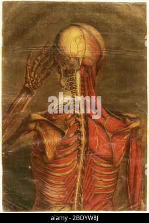 Anatomie Generale Des Visceres Stockfoto