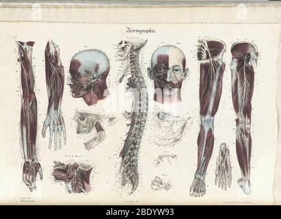 Anatomie Methodique Illustrationen Stockfoto