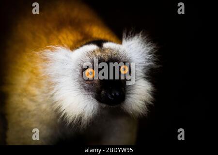 Schwarze Lemur (Eulemur macaco) weiblich überrascht, Palmarium Reserve, Madagaskar Stockfoto