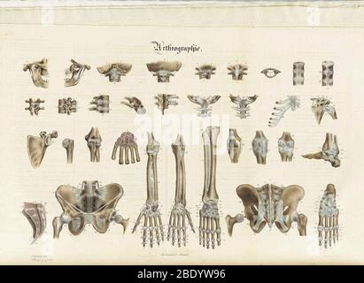 Anatomie Methodique Illustrationen Stockfoto