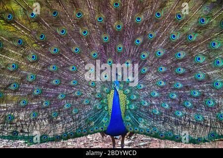 Pfau, der Schwanz ausbreitet, Indien Stockfoto