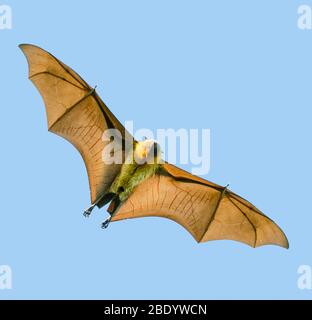 Madagaskar Flying-Fox oder Madagaskar-Fruchtfledermaus (Pteropus rufus), Madagaskar Stockfoto