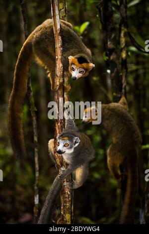 Gekrönter Lemur (Eulemur coronatus), Madagaskar Stockfoto