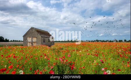 Feld mit lebendigen Mohnblumen mit alten Scheune und Vögel im Flug Stockfoto